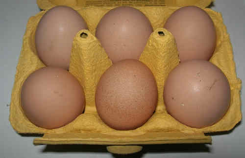 oeufs fécondés de poules faverolles françaises