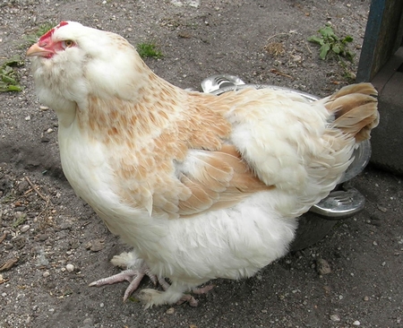 Poussins faverolles françaises