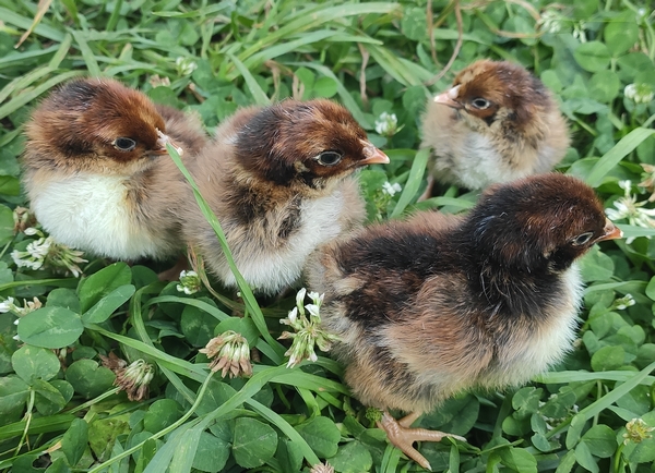 6 premiers oeufs de Barnevelder en couveuse = 4 poussins en pleine forme ;)