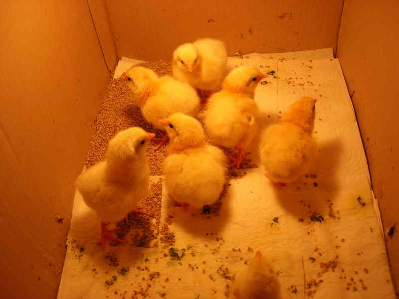 Naissance de poussins Sussex Herminé “surprise”