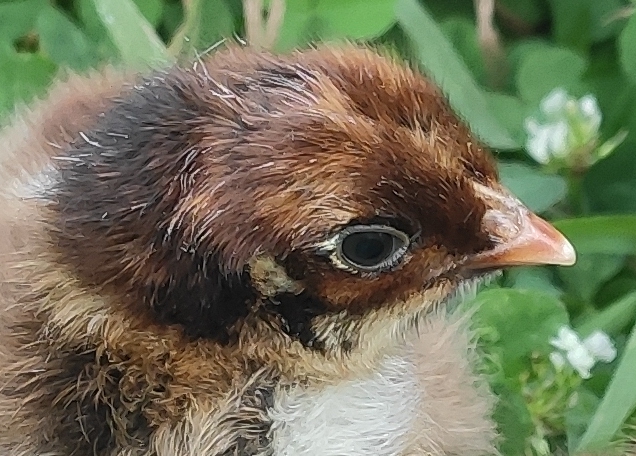 Barnevelder – détail du bec chez les poussins