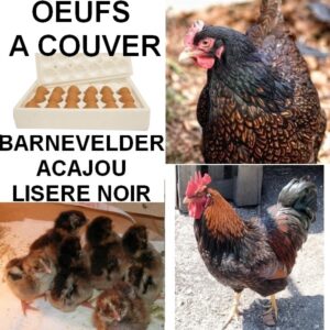 Oeufs à couver de Barnevelder acajou à double liseré noir GR