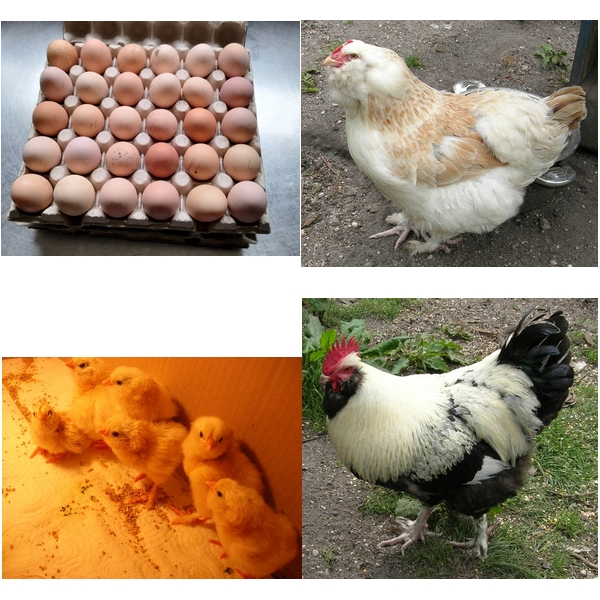 Mes poules sussex orpingtons faverolles Barnevelder