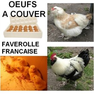 Oeufs à couver de Faverolles Françaises GR