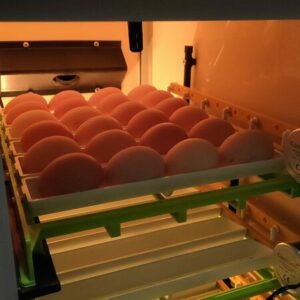 Location d'une place en couveuse pour 1 oeuf à couver