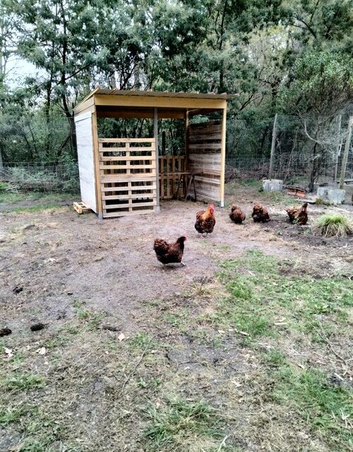 Je fais de la récup et ce sont mes poulettes qui en profitent