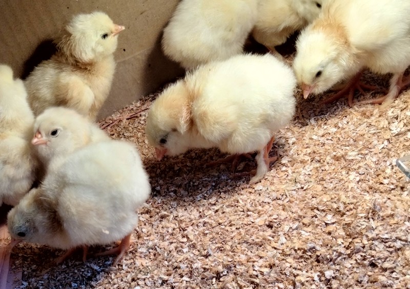 un intrus parmi les poussins faverolles