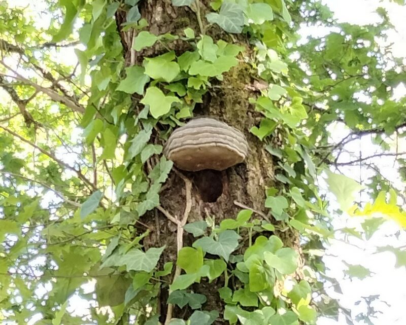 découverte dans le jardin