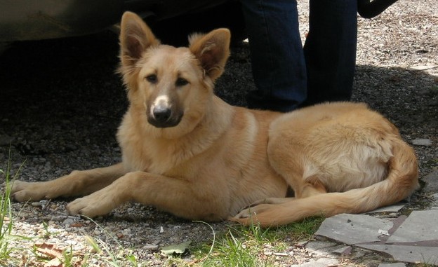 ma chienne a disparu dans la nuit du 4 au 5 juin 2022