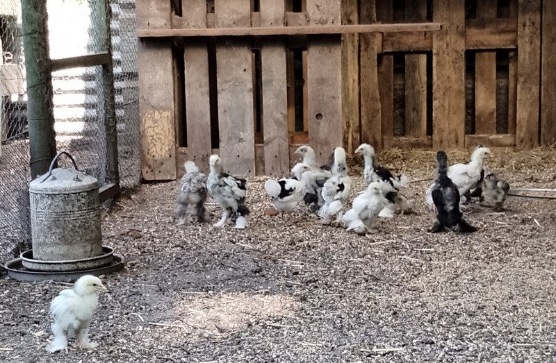 Récupère nourriture pour volailles