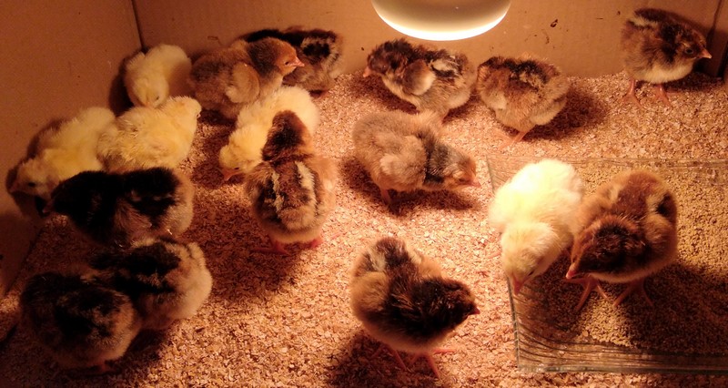 Matériel pour les poussins nouveaux nés