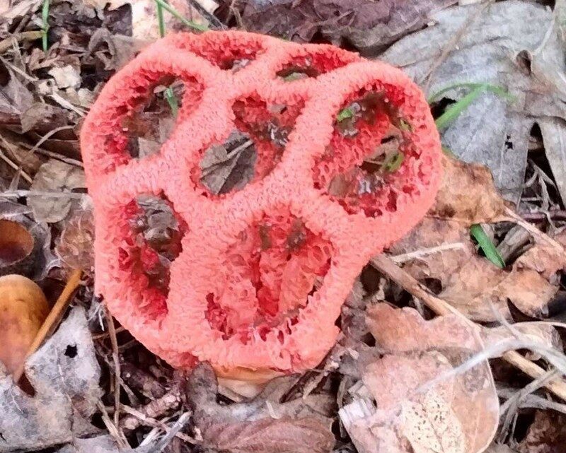 quelques champignons trouvés dans mon jardin