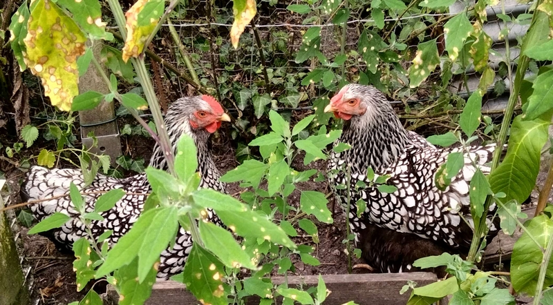 Je me présente – on m’appelle “mamie poule”