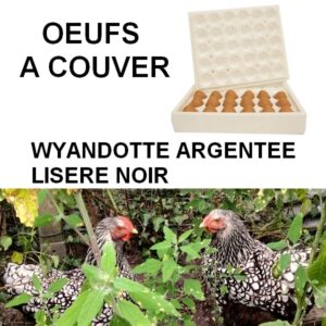 oeufs à couver de Wyandotte argentée à liseré noir GR