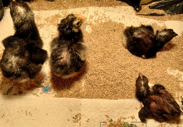 Premières naissances de Coucous de Malines