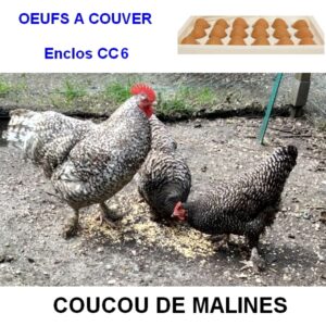 Oeuf à couver de l’enclos CC6 – Coucou de Malines