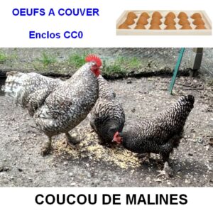 Oeuf à couver de l’enclos CC0 - Coucou de Malines