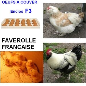 Oeuf à couver de l’enclos F3 – Faverolle française