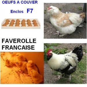 Oeuf à couver de l’enclos F7 – Faverolle française