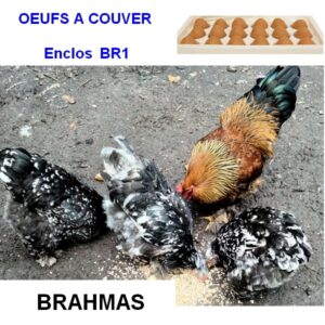 Oeuf à couver de l’enclos BR1 - Brahmas coloris mélangés