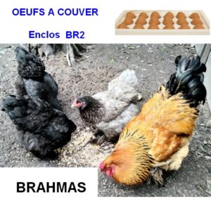 Oeuf à couver de l’enclos BR2 – Brahmas coloris mélangés