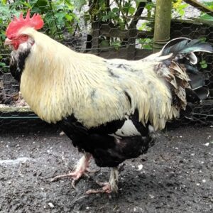 Coq pure race Faverolle française reproducteur