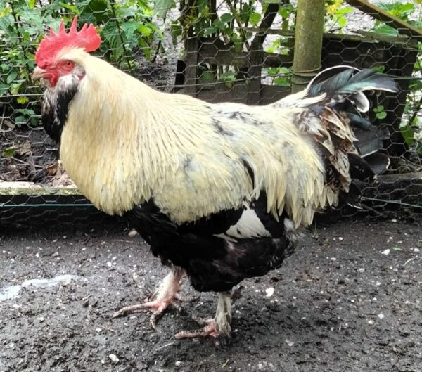 Coq pure race Faverolle française reproducteur