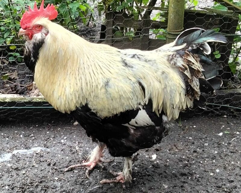 Coq pure race Faverolle française reproducteur