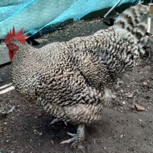 Coq pure race Coucou de Malines reproducteur
