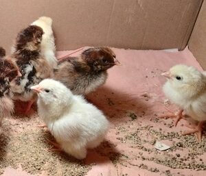 Poussin de quelques jours de poule GR, sur réservation (délais environ 1 mois)