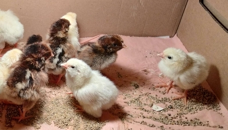 Poussin de quelques jours de poule GR, sur réservation (délais environ 1 mois)