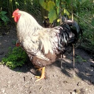 Coq pure race Wyandotte argenté liseré noir reproducteur