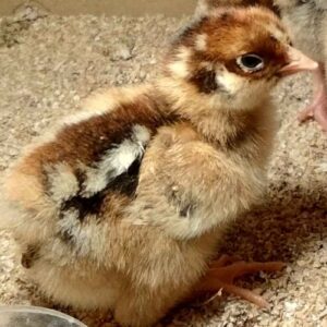Poussin de quelques jours pures races (GR) à mettre sous chauffage