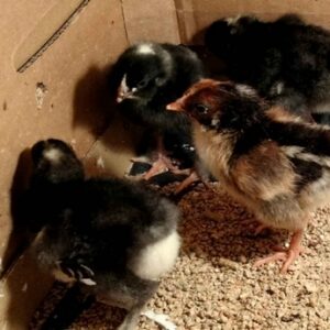 Poussin de poule d'ornement grande race sur réservation