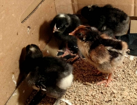 Poussin de poule d&rsquo;ornement grande race sur réservation