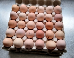 Oeuf à couver à venir chercher sur place en Gironde