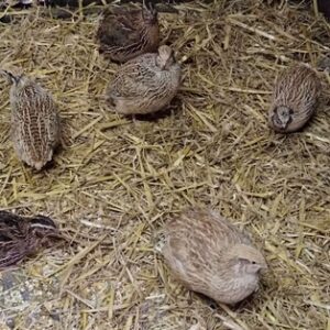 caille du Japon grosse souche adulte