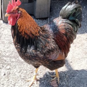 Coq pure race Barnevelder acajou liseré noir reproducteur