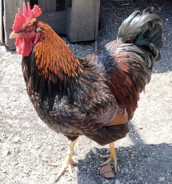 Coq pure race Barnevelder acajou liseré noir reproducteur