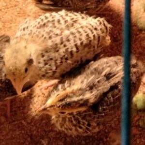 lot de 10 cailleteaux du Japon grosse souche de 2 semaines