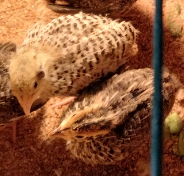 lot de 10 cailleteaux du Japon grosse souche de 2 semaines