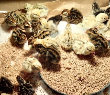 Cailleteaux du Japon grosse souche né le 12 février 2026 – disponibles tout de suite