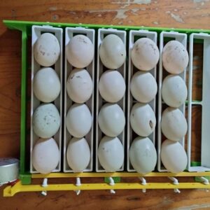 Location d’une place en couveuse pour 1 oeuf d'oie à couver