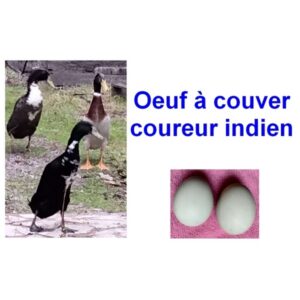 Oeuf à couver de cane coureur indien