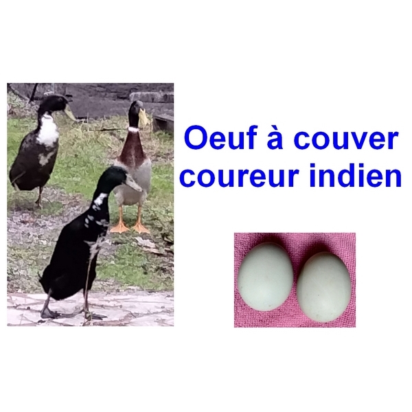 Oeuf à couver de cane coureur indien
